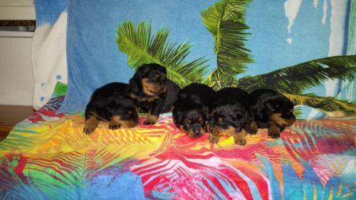 Rottweiler Puppies for sale in Ohio Dr SW, Washington, DC, USA. price: NA