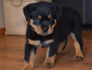 Rottweiler Puppies