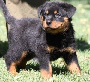 Rottweiler Puppies