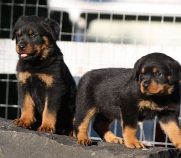 Intelligent Rottweiler puppies available