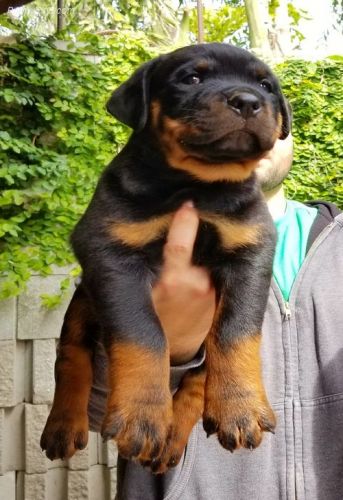 Gorgeous AKC Purebred Rottweiler Puppies