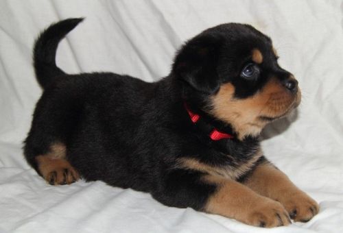 Beautiful Rottweiler Pups For Sale