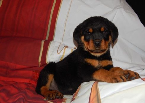 New litter of German Rottweiler puppies. Text ***