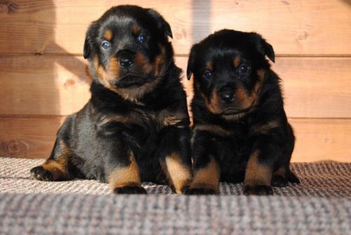 Male and female Rottweiler puppies for pet lovers.