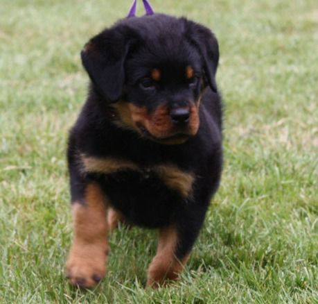AKC Registered Rottweiler Puppies. Text (***) ***-***2