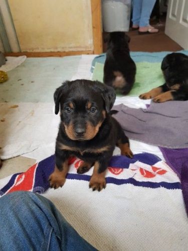 rottweiler puppies For sale by owner