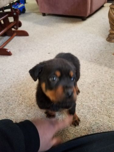 Rottweiler puppy