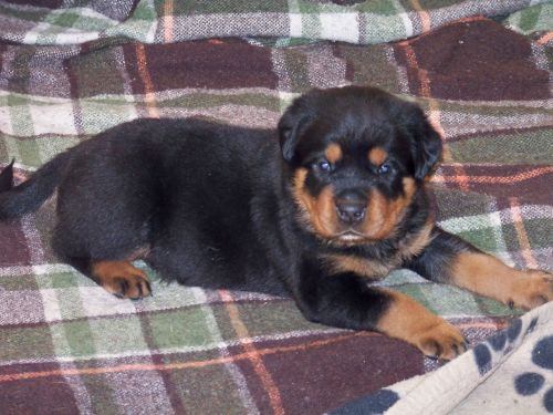 Beautiful Kc Regd Rottweiler Puppies For Sale.