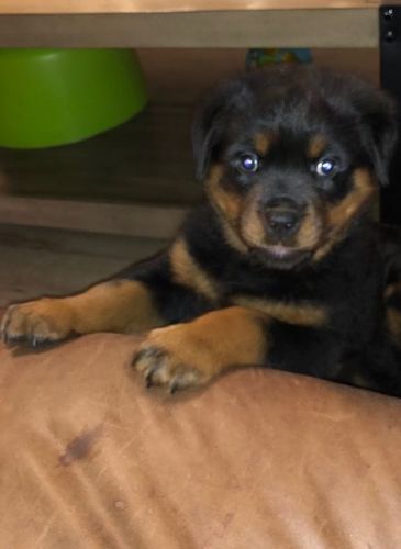 Rottweiler Puppies
