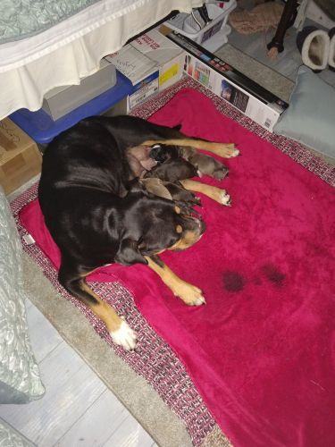 Rottweiler mix born Sept. 24, 2019. Pick yours now!