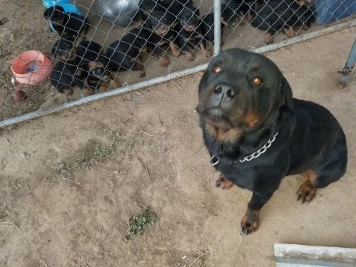 Rottweiler pupps