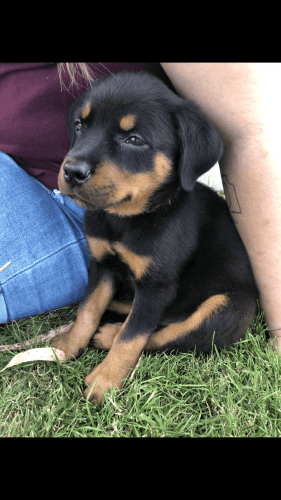 Rottweiler Puppy for Sale