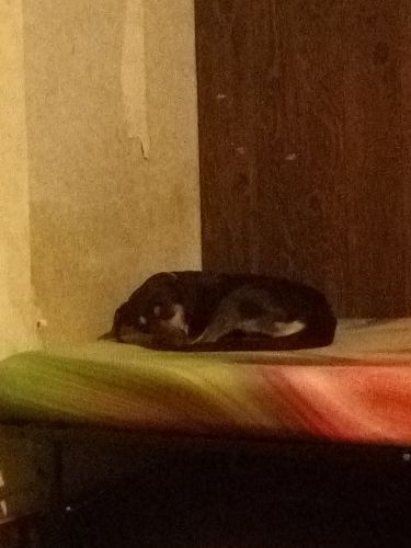 Rottweiler mix puppy