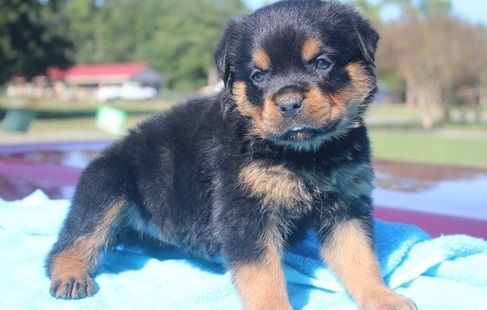 ❤️AKC registered Rottweiler puppies❤️