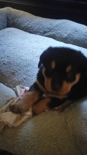 AKC Rottweiler Puppy