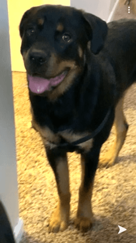 Purebred German Rottweiler for Sale!