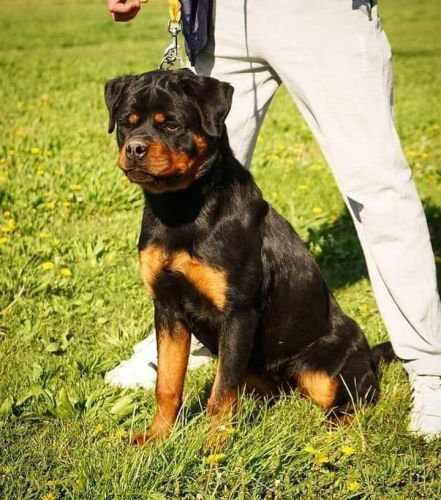 I deal with a cool diffrence types od dogs.