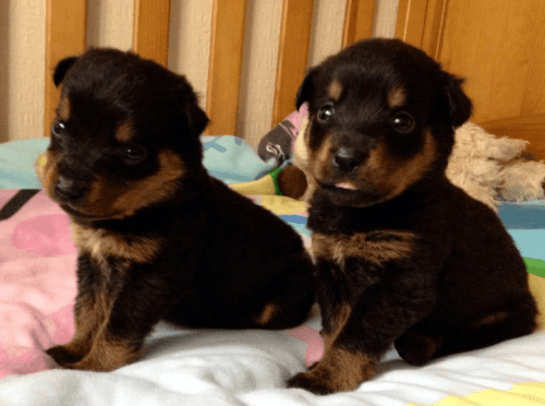 rottweiler puppies