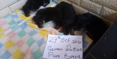 Cute german rottweilers ready to go home