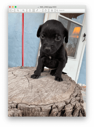 Puppies for sale