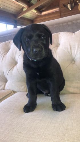 Rottador Puppy 8 week old