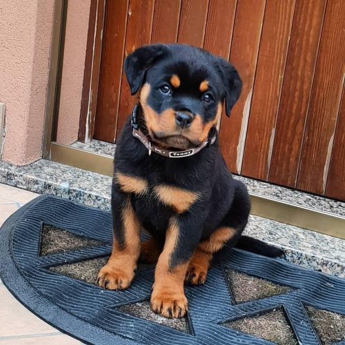 5 rottweiler puppies for sale