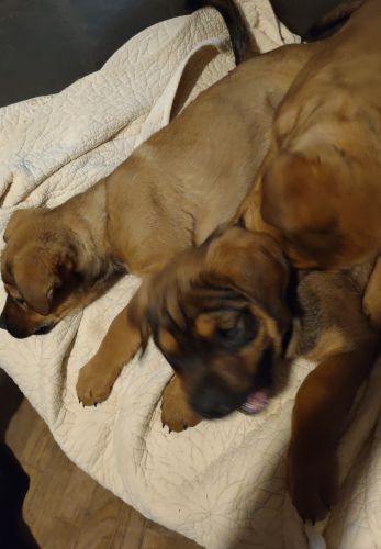 Beautiful Puppies 50% German Rottweiler