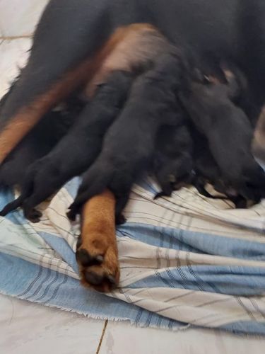 Quality rottweiler puppies for sale in Kerala India