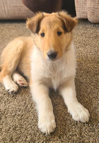 Purebred rough collie puppies