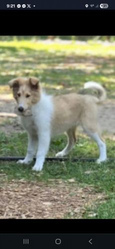 2 Handsome Rough Collie Pups