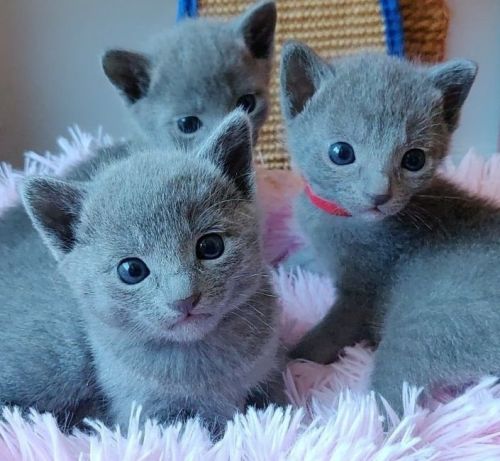 Russian blue kittens for sale