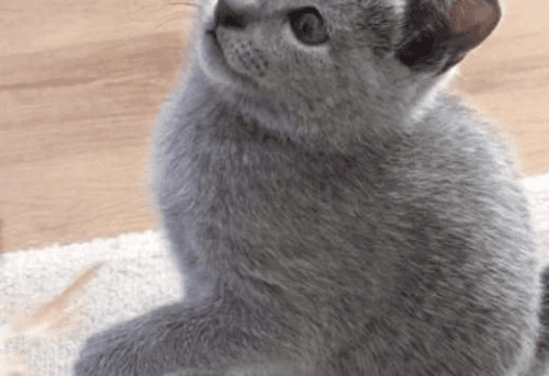 Russian Blue Cats for sale in New York, NY, USA. price: $800