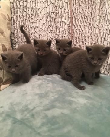 Russian Blue Cats for sale in New York, NY, USA. price: $500