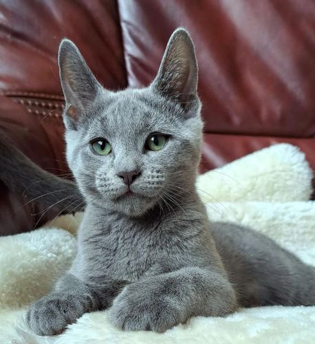 Humble Male & Female Russian Blue Kittens