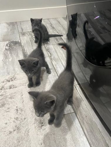 RUSSIAN BLUE kittens