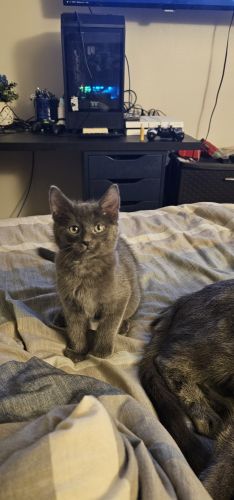 Gray kittens
