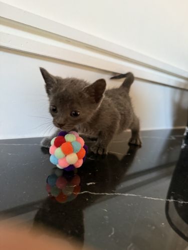 Russian Blue Kittens