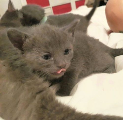 Russian Blue Kitten's Gccf. Reg
