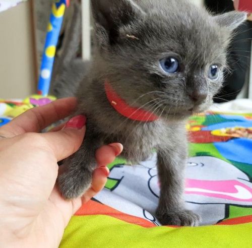 Champion Sired Russian Blue Boys