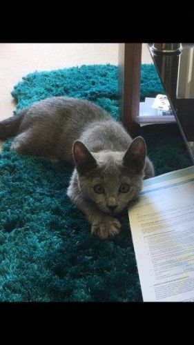 Russian Blue kitten available