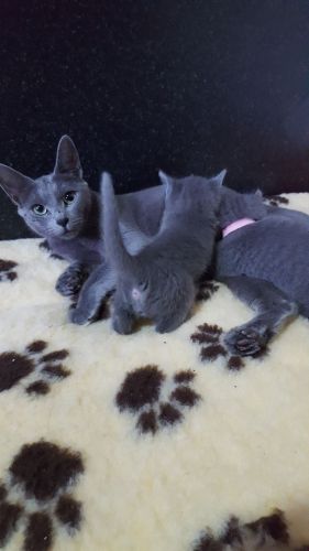 Russian Blue Kittens