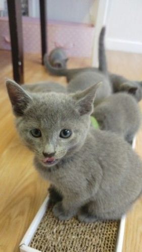 Stunning Russian Blue