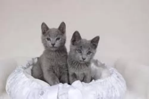 russian blue kittens - health problems