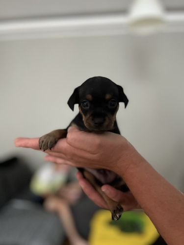 Rezerwacja szczeniaka rasy Rosyjski Toy – Piotrków Trybunalski