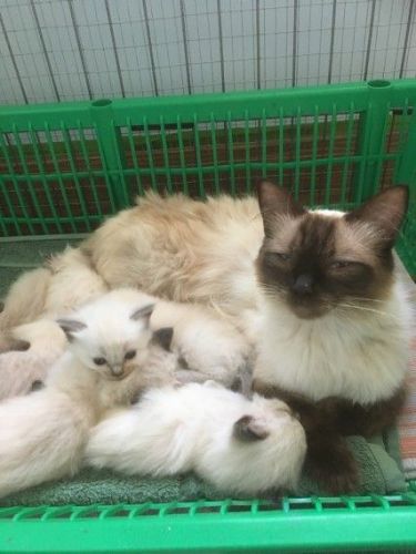 Ragdoll Ragdoll Kittens Ready Now
