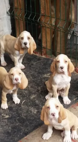 sabueso espanol puppies - health problems