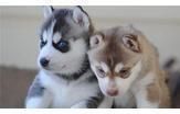 Wonderful Siberian Husky Puppies