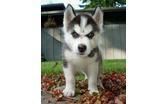 Very Cute Siberian Husky Puppies