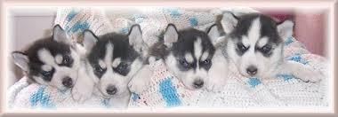 Siberian husky pups