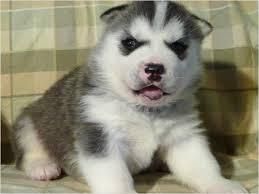Siberian Husky Puppy